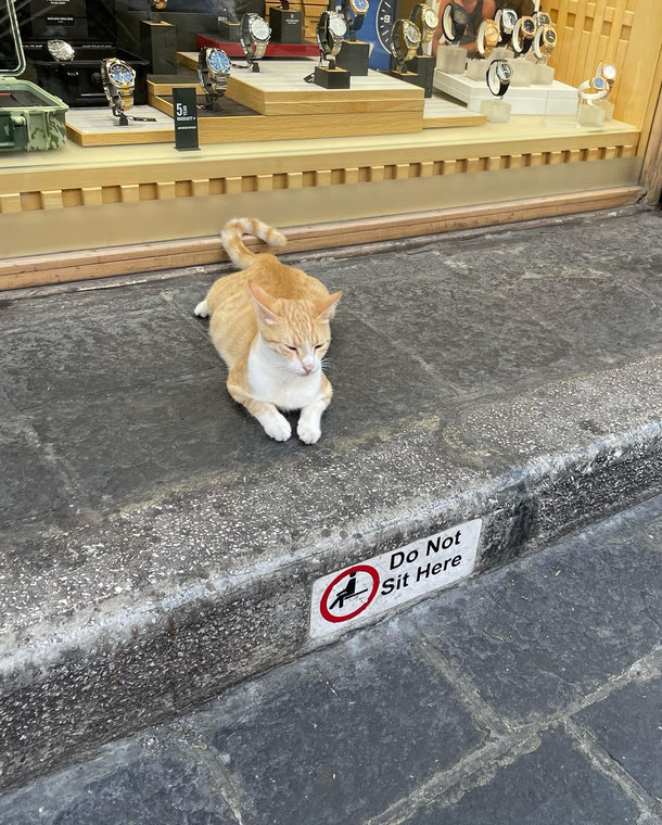 A cat in Rhodes Greece