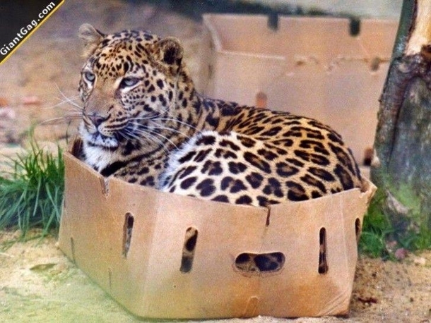 A cat is a cat is a cat regardless of size