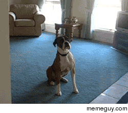 A cat never do that