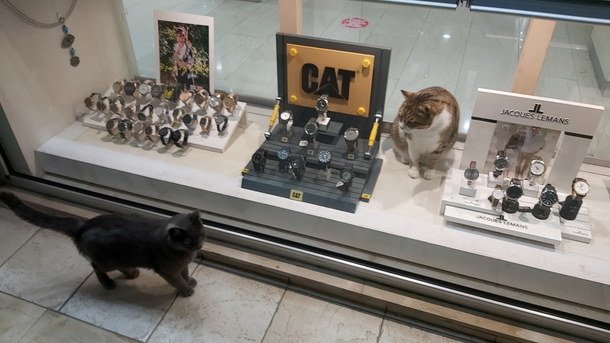 A cat next to CAT watching another cat outside the CAT Shop