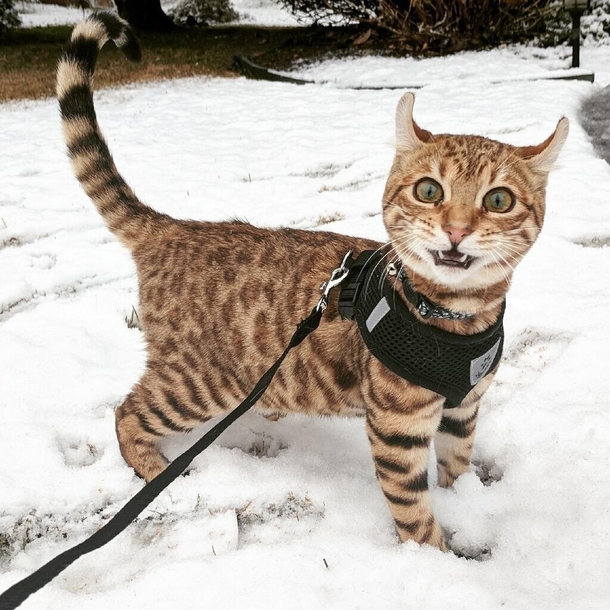 A cat seeing snow for the first time