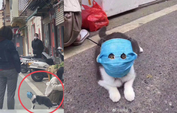 A cat somewhere in China right now