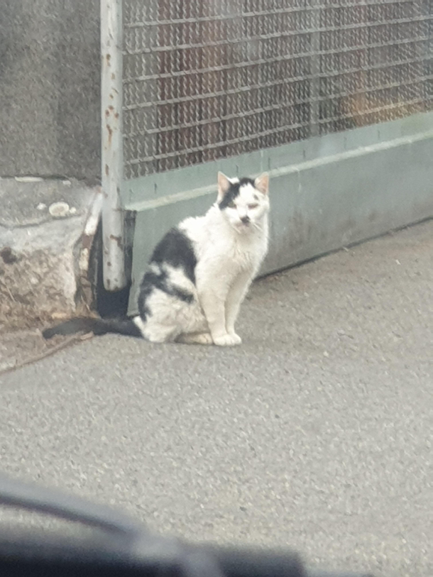 A cat spotted in Germany coincidence I think not