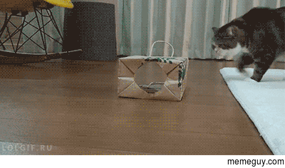 A cat wears a paper bag