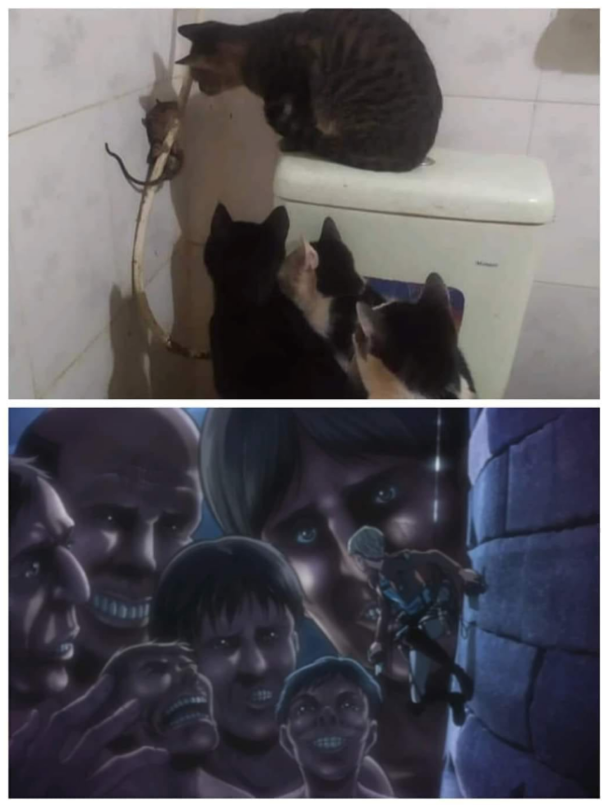 A cats view VS rat View