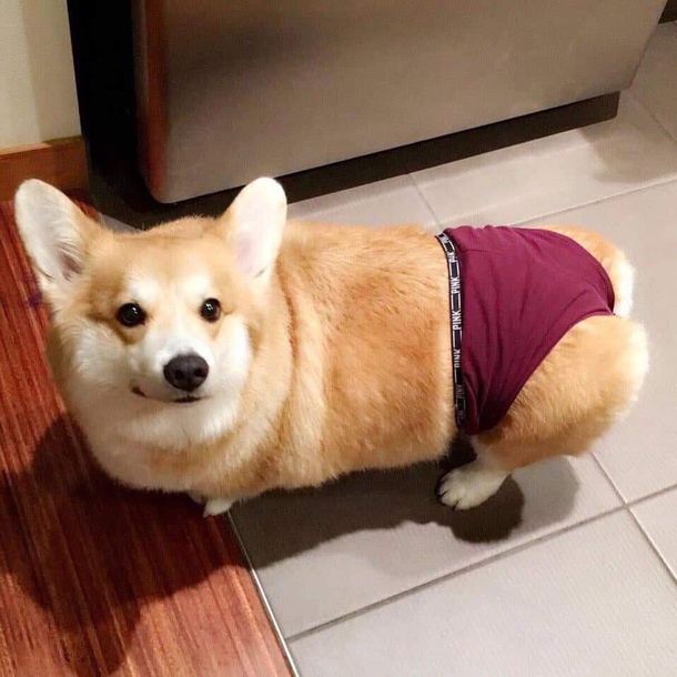 A Corgi in his fundies