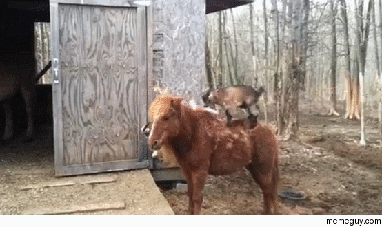 A couple kids horsing around