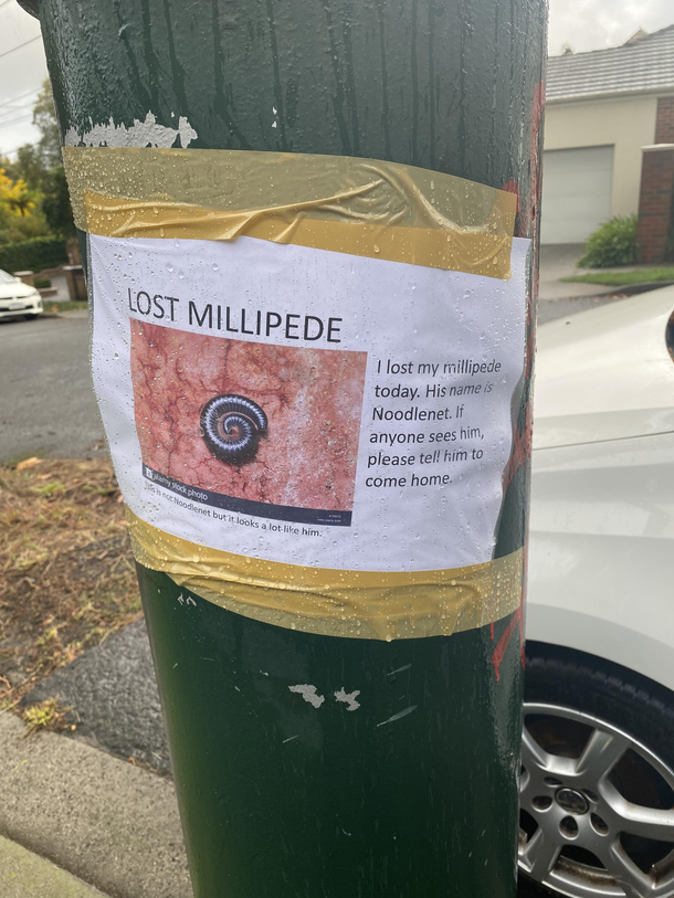 A couple of these in my neighbourhood If you see him it really would be appreciated