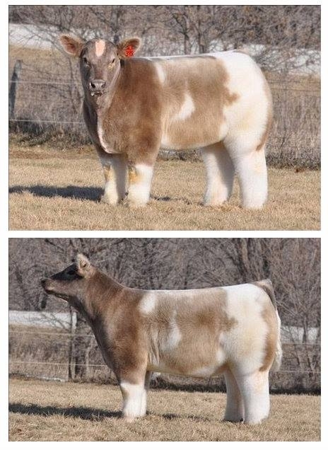 A cow after being washed and fluffed