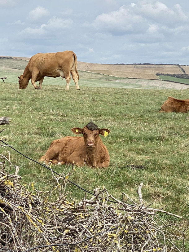 A cow took a shit on another cows head  enjoy 