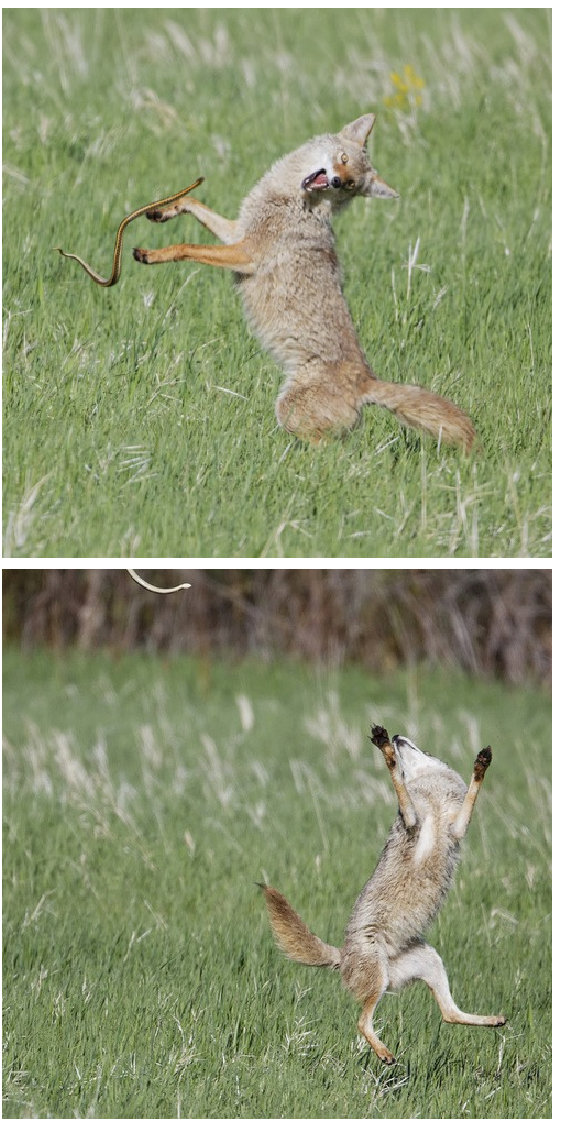 A coyote and a snake having some good rollicking fun