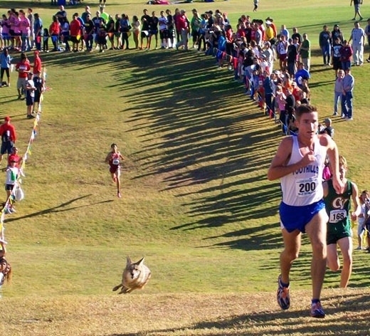 A coyote joined a marathon in my hometown the other day