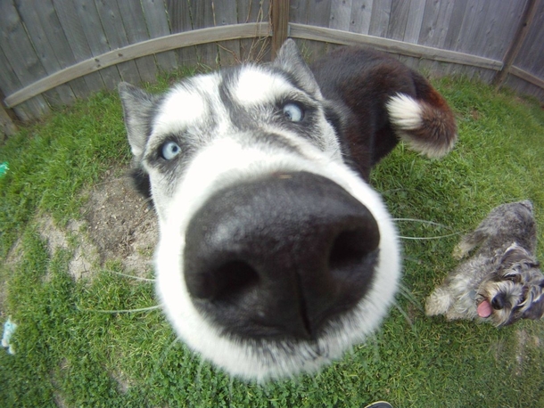 a curious dog