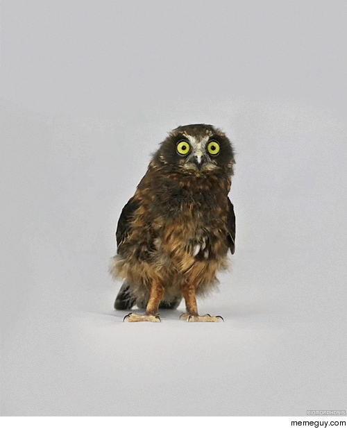 A curious little morepork owl