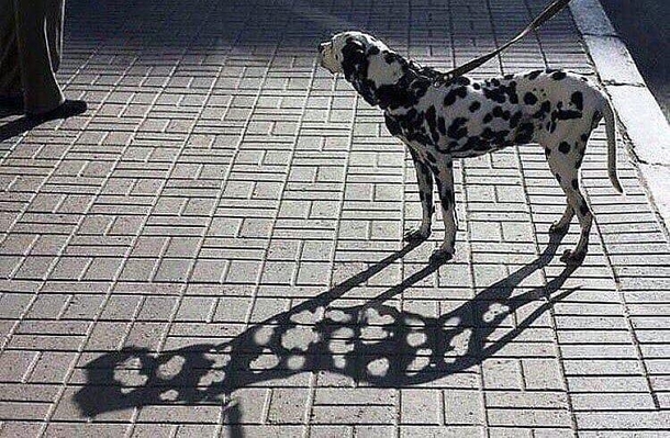A Dalmatians Shadow