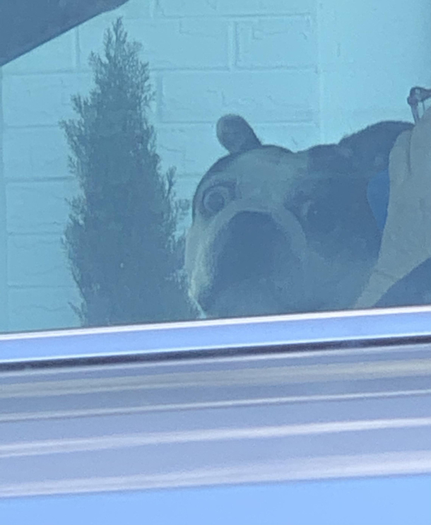 A dog in the next car when he realizes this is the vet offices parking lot 