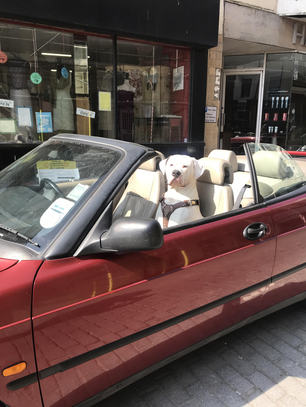 a dog sitting in a passenger seat