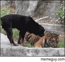 A dog steals from a tiger