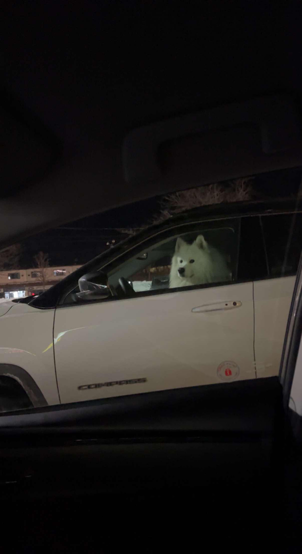 a dog taking care of his daily responsibilities