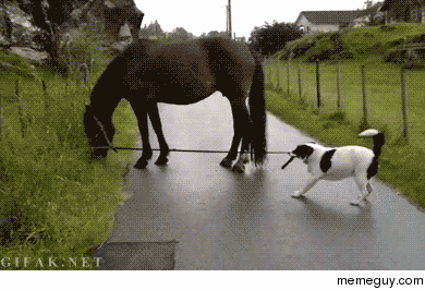 A dog trying to walk a horse