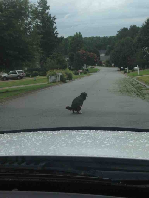 A dog walked into the middle of the road and took a shit in front of my car