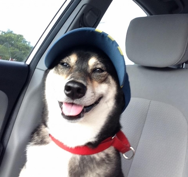 A dog with a hat