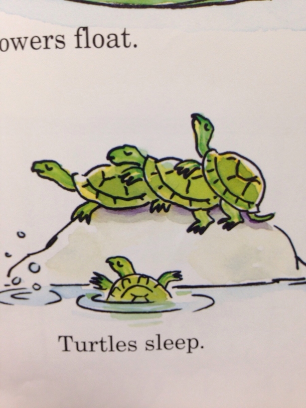 A drawing of turtles sleeping in my nd graders book