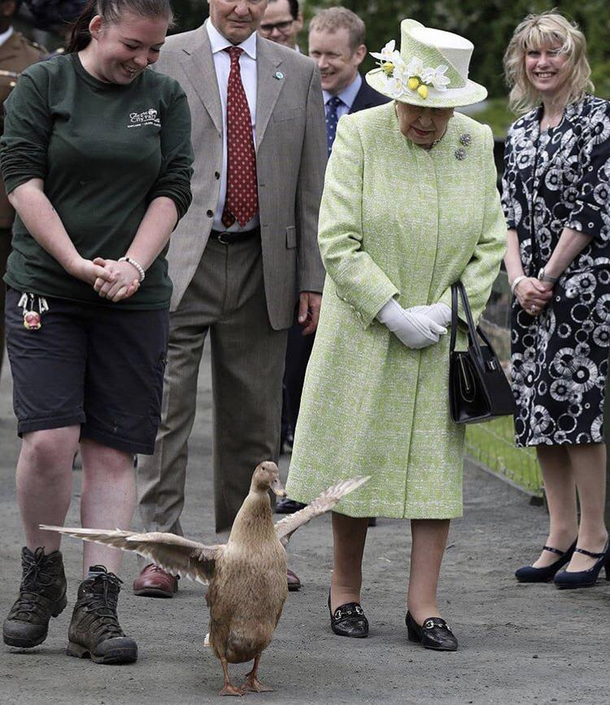 A duck protecting the queen