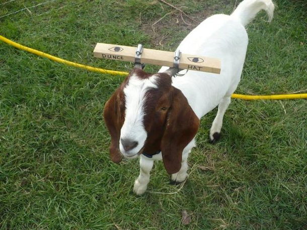 A farmers solution to a goat who kept getting his head stuck in a fence