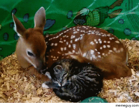 A fawn taking care of a kitten 