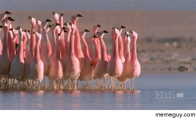 A flamboyance of flamingoes