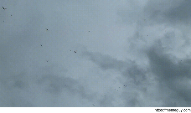 A flight of dragonflies