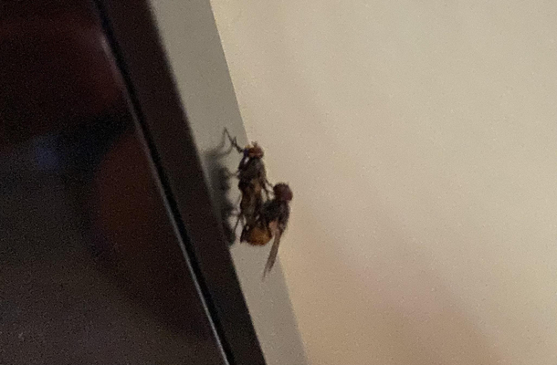 A fly giving the Heimlich maneuver to another fly that was choking