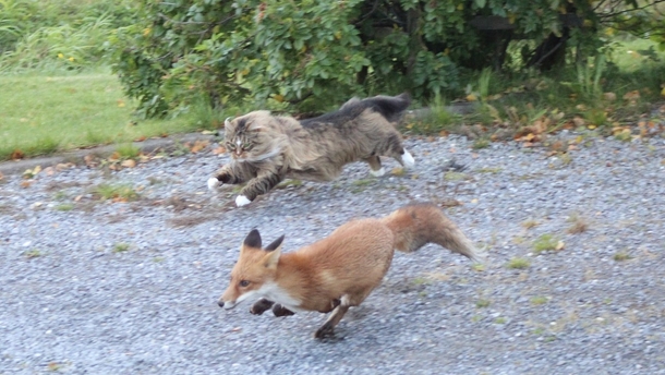 A fox being chased by a cat