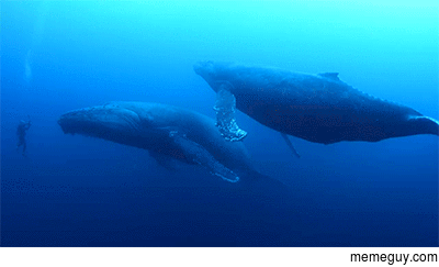 A free diver has a close encounter with giants