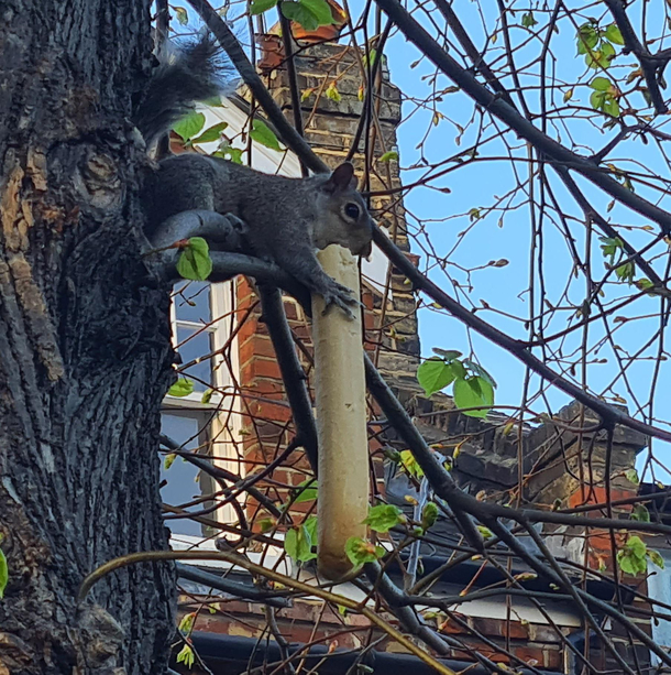 a French squirrel in a tree