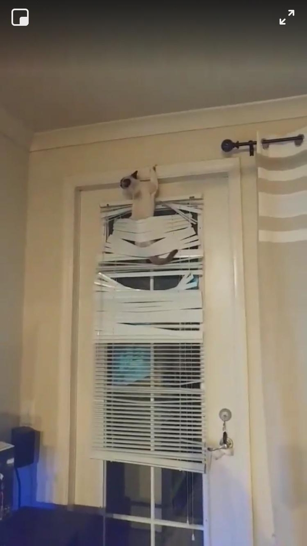 A friend rescued a stray cat from the cold by tricking it to come inside