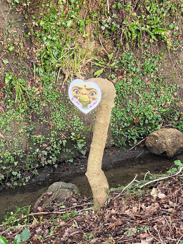 A friend saw this whilst out walking his dog