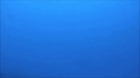 A friendly ocean visitor arrives out of the blue