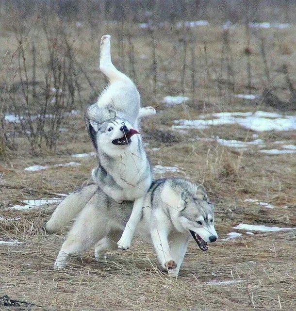 A Friends Majestic Huskies