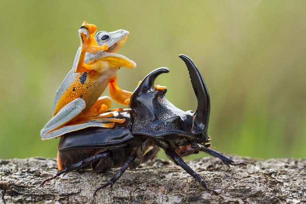 A frog riding a beetle