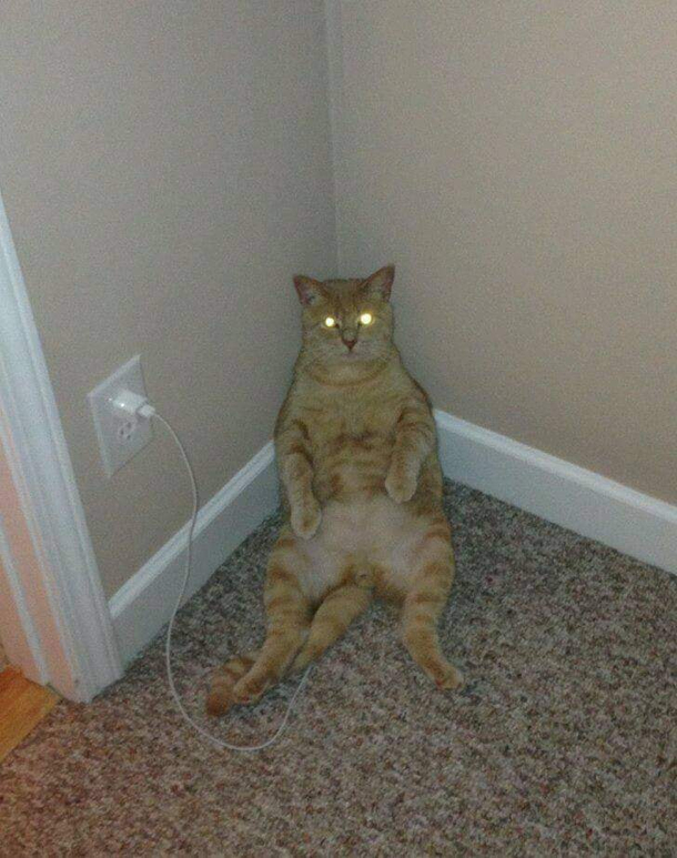 A fully charged cat