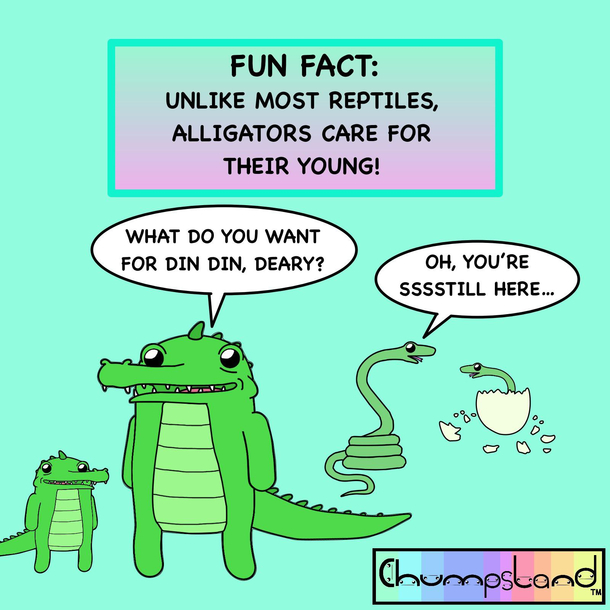 A Fun Fact About Alligators 