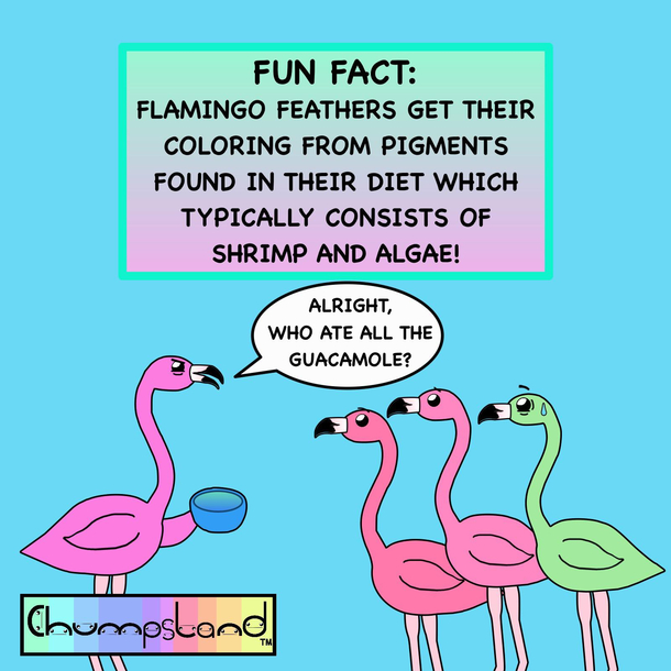 A Fun Fact About Flamingos 