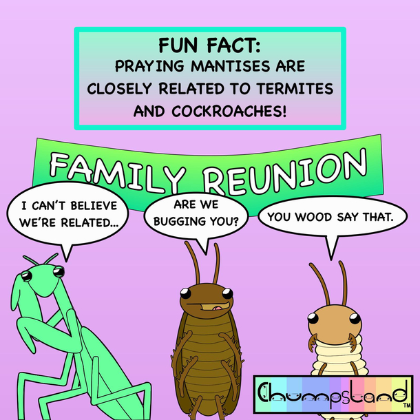 A Fun Fact About Praying Mantises 