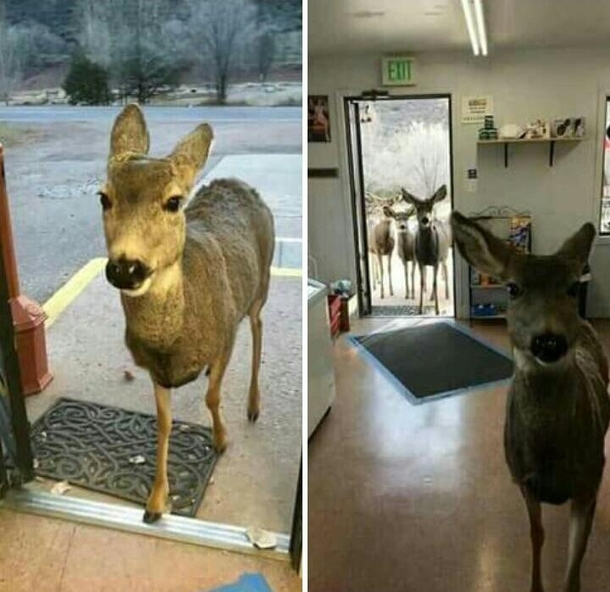 A Gazelle entered a shop in the state of Colorado The owner decided to give him some chocolate and biscuits He left  half an hour later he came back bringing his entire adorable family  
