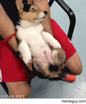 A gif guaranteed to cheer you up or your theoretical internet money back