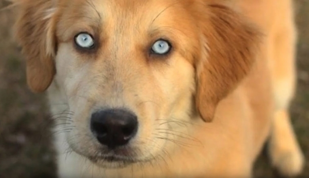 A Golden Retriever and Husky mix looks a dog that belongs to the white walkers on Game of Thrones
