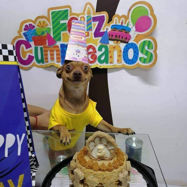 A good birthday party for a good boy
