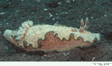 A gorgeous Nudibranch